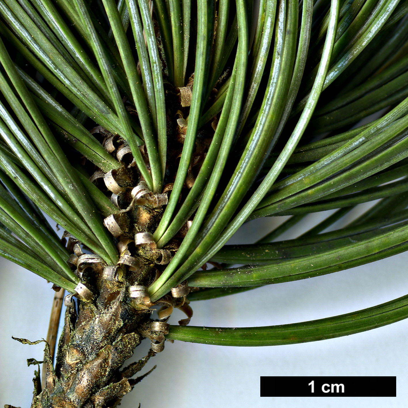 High resolution image: Family: Pinaceae - Genus: Pinus - Taxon: culminicola